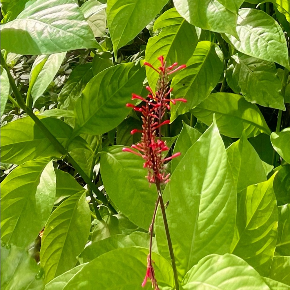 Beautiful Fire Spike Plant Cuttings